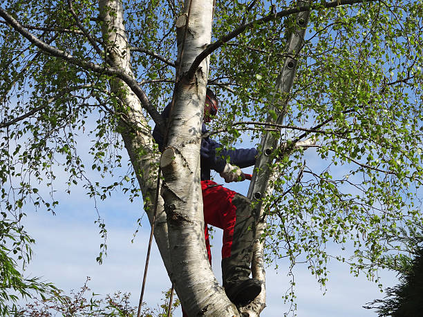 Trusted Lebanon Junction, KY Tree Care Experts